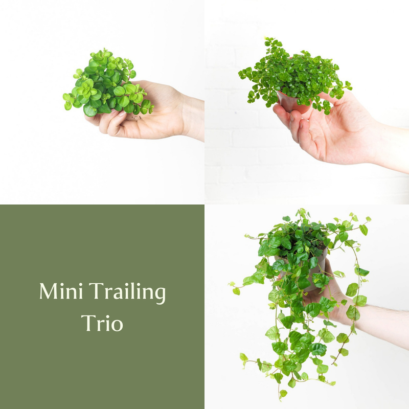 Mini Trailing Trio