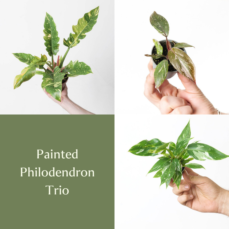 Painted Philodendron Trio Bundles GrowTropicals