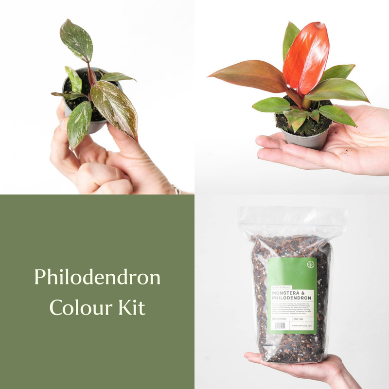 Philodendron Colour Kit Bundles GrowTropicals