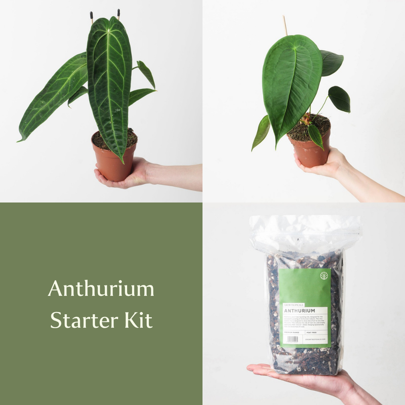 Anthurium Starter Kit