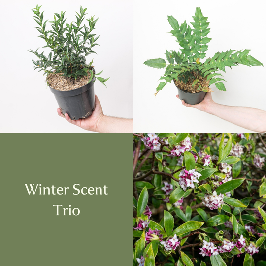 Winter Scent Trio