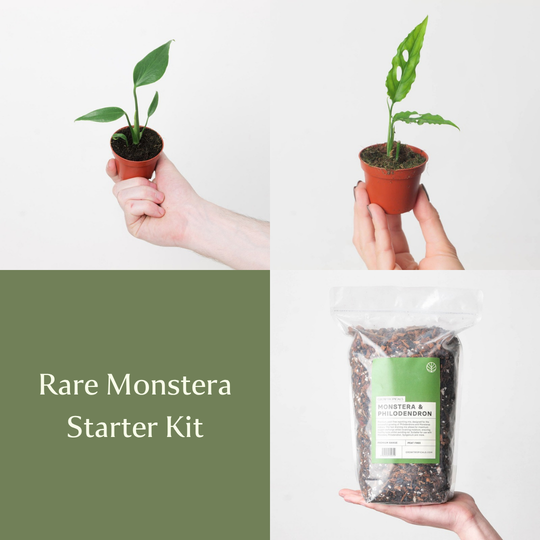 Rare Monstera Starter Kit Bundles GrowTropicals