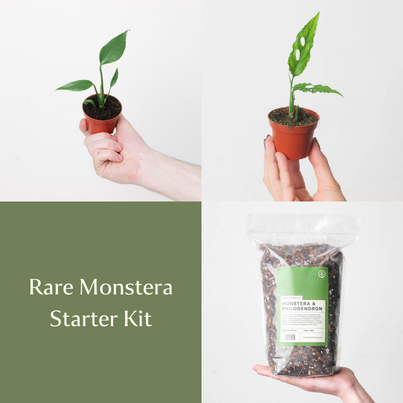 Rare Monstera Starter Kit