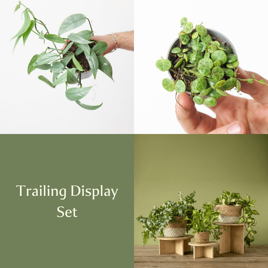 Trailing Display Set Bundles GrowTropicals