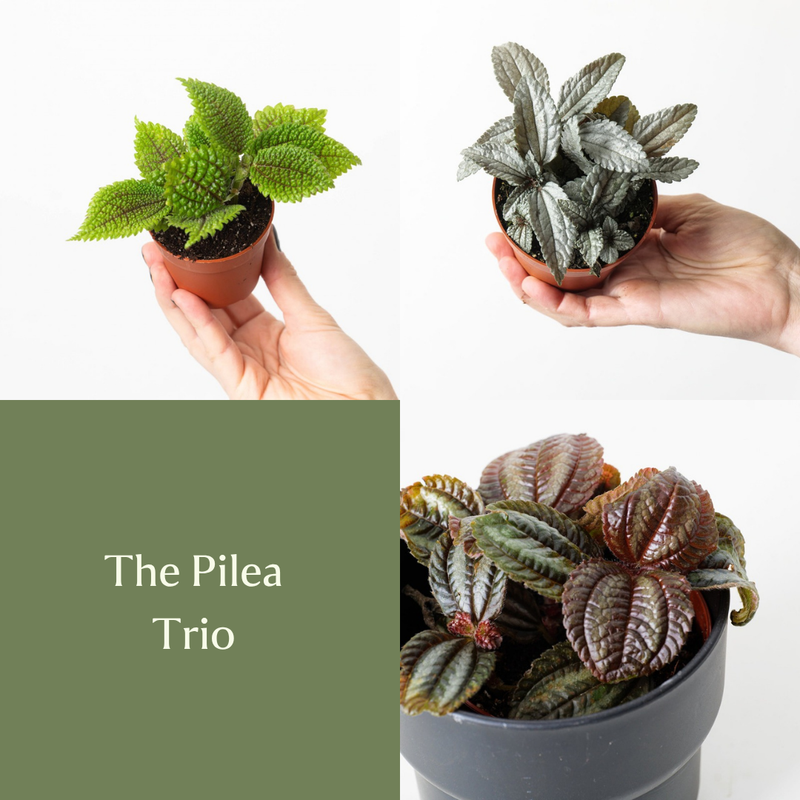 The Pilea Trio