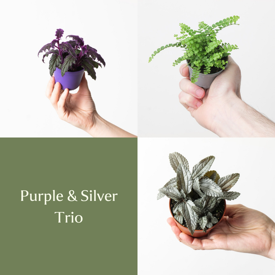 Purple & Silver Trio Bundles GrowTropicals