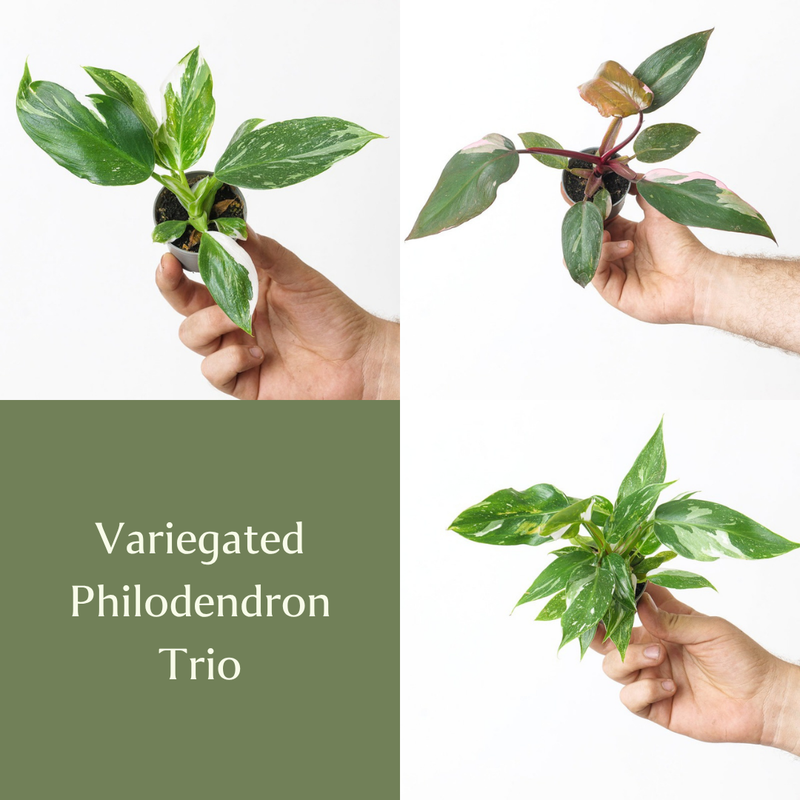 Variegated Philodendron Trio