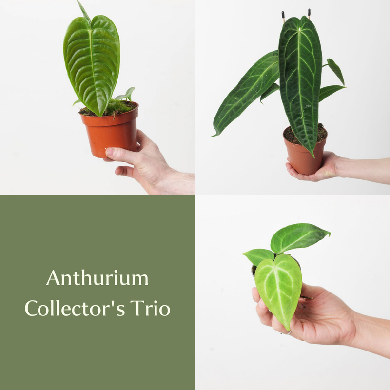 Anthurium Collector's Trio