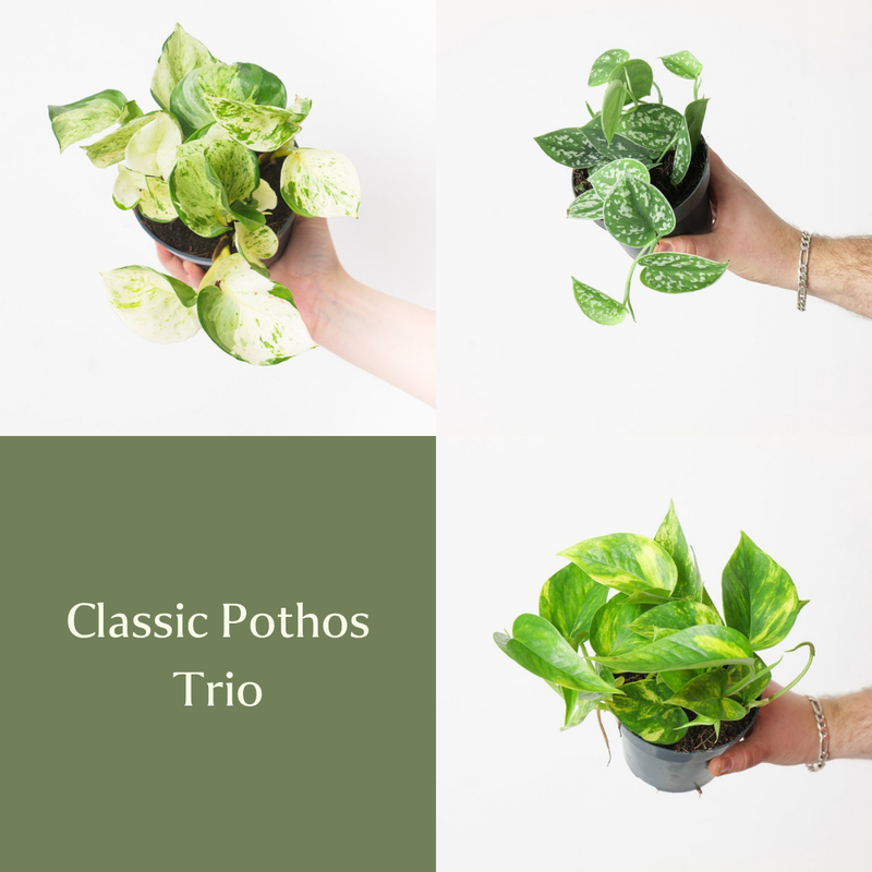 Classic Pothos Trio Bundles GrowTropicals
