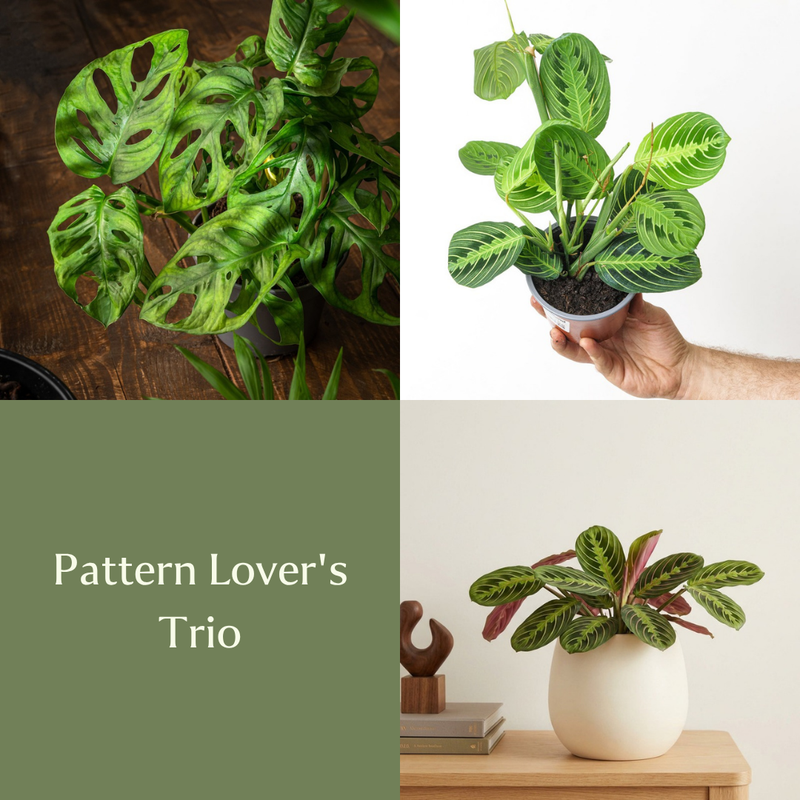 Pattern Lover's Trio
