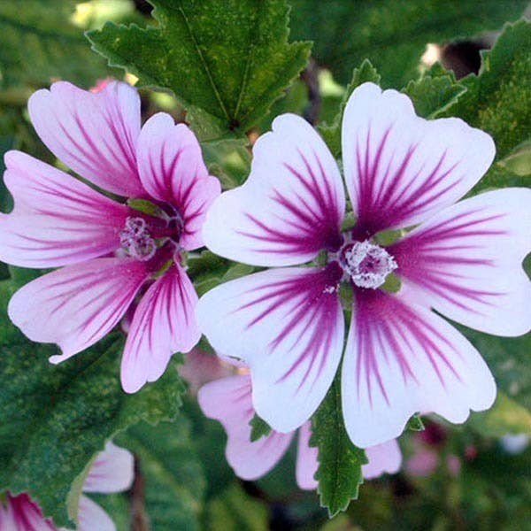 Mallow 'Zebrina' Seeds — Default Title