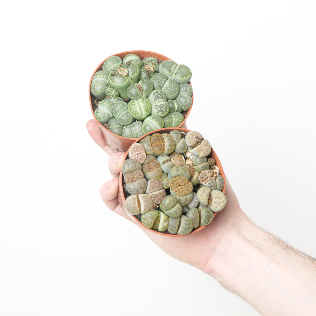 Lithops sp. 8cm (Grower's Choice) Plants GrowTropicals