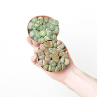 Lithops sp.