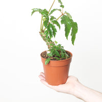 Begonia carolineifolia
