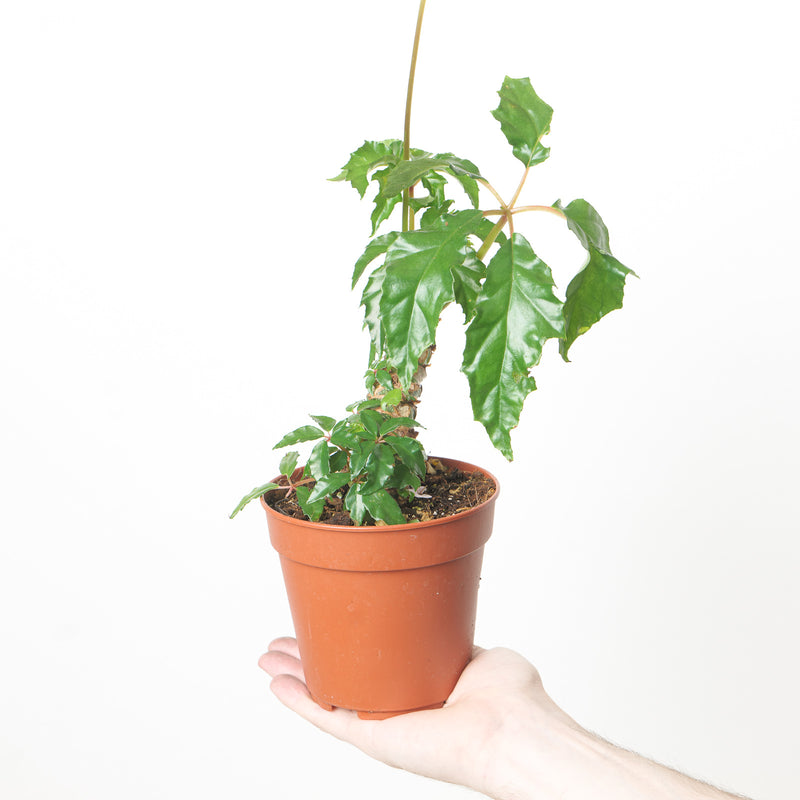 Begonia carolineifolia Plants GrowTropicals