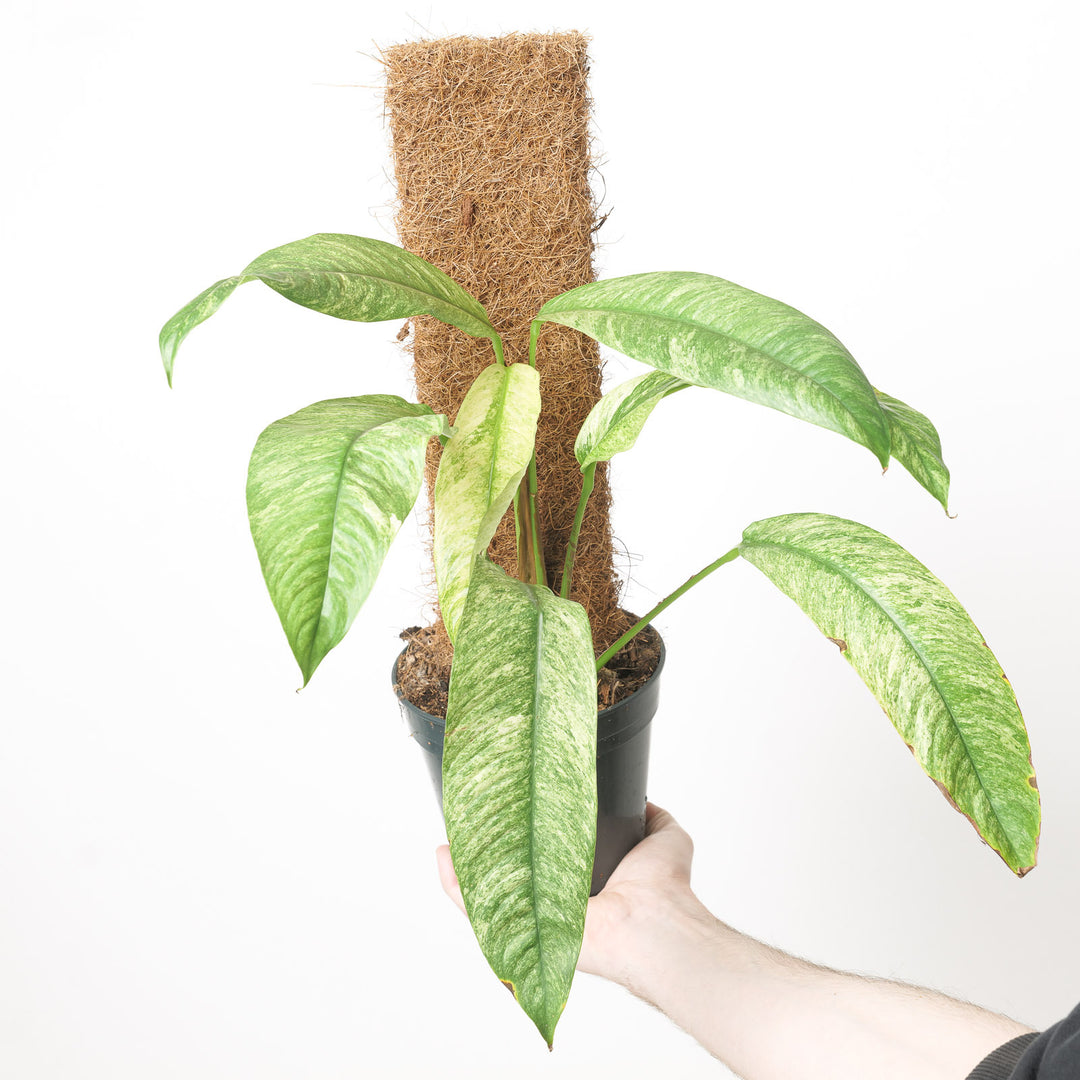 Rhaphidophora Foraminifera Variegated Plants GrowTropicals