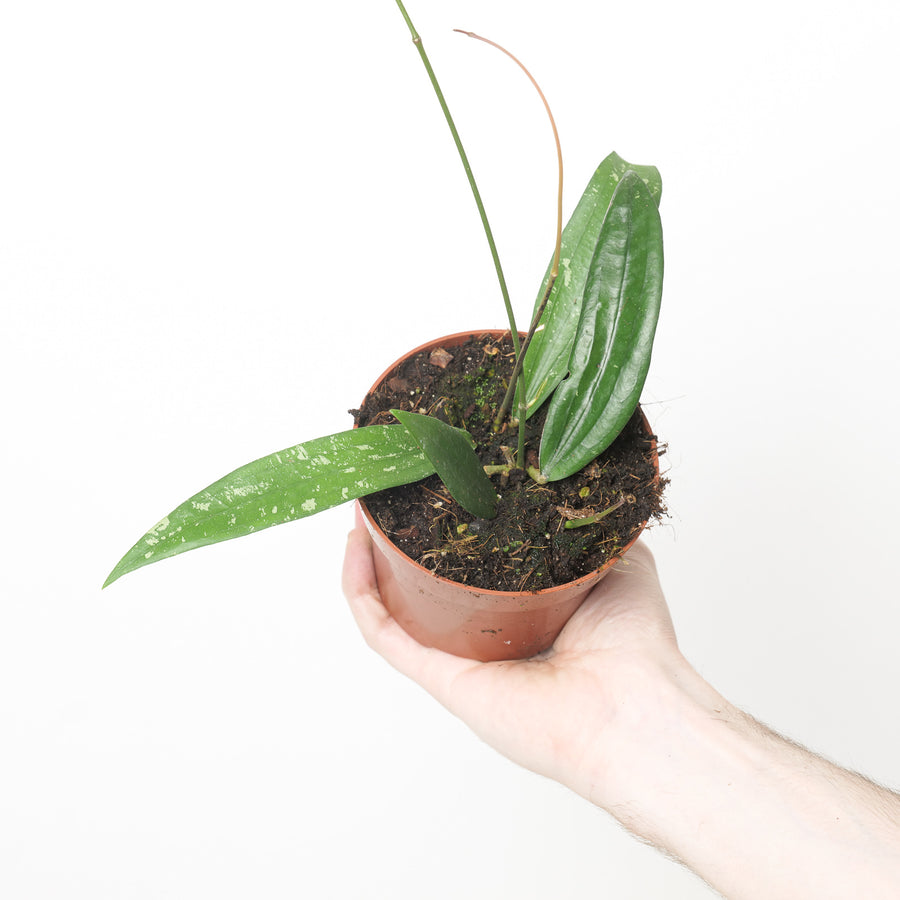 Hoya rafflesia Plants GrowTropicals