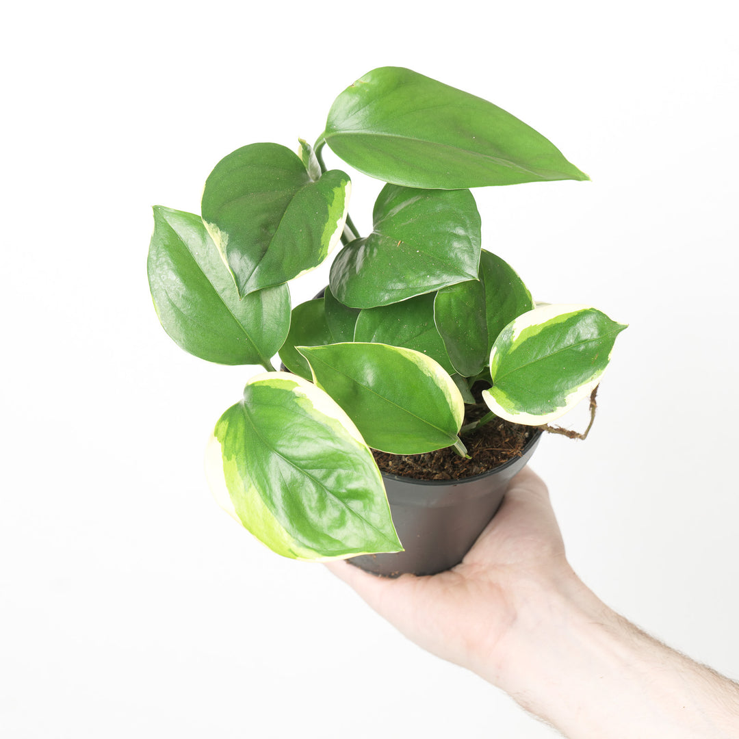 Epipremnum Poonsin Plants GrowTropicals