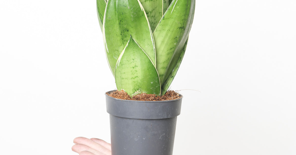 night owl snake plant Sansevieria 'Night Owl' | Plants