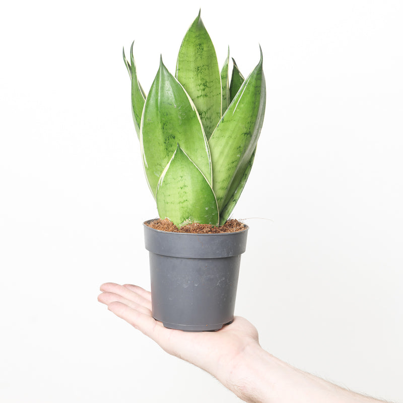 Sansevieria 'Night Owl' Plants GrowTropicals