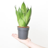 Sansevieria 'Night Owl'