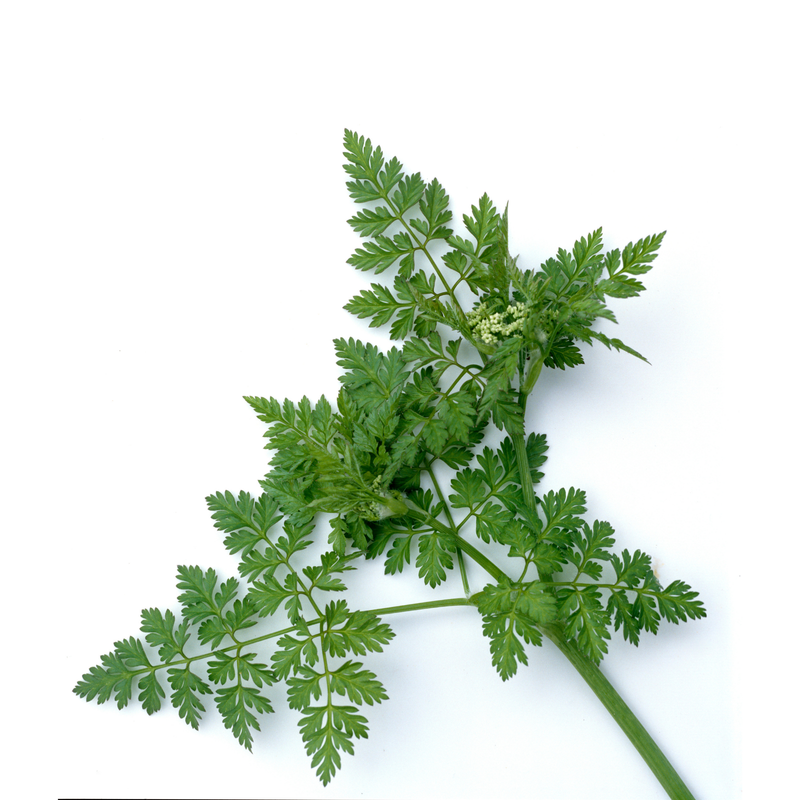 Anise Seeds — Default Title