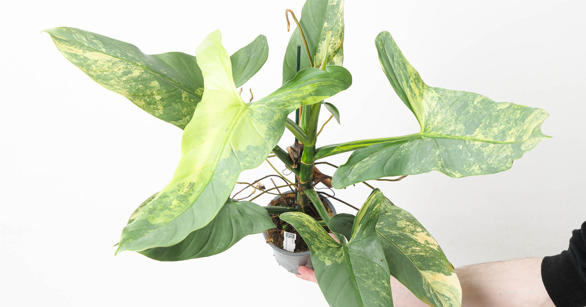 Philodendron 'Silver Sword' Variegated | Plants