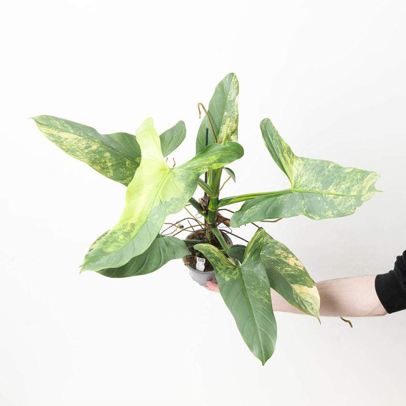 Philodendron 'Silver Sword' Variegated Plants GrowTropicals