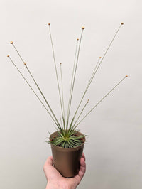 Syngonanthus chrysanthus 'Mikado'