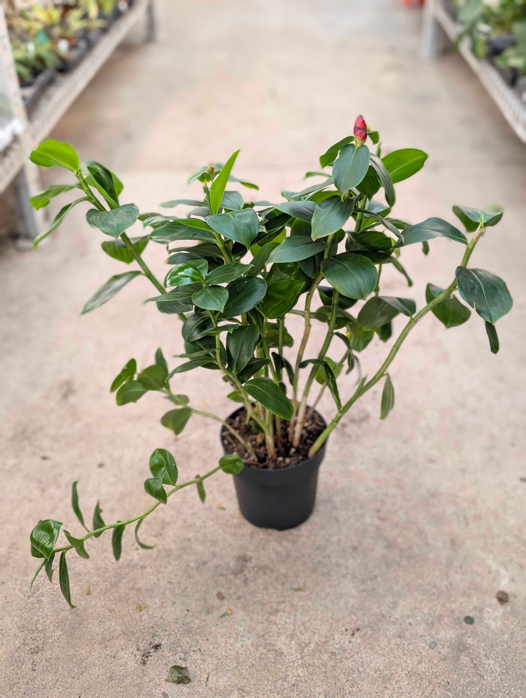 Costus woodsonii Plants GrowTropicals