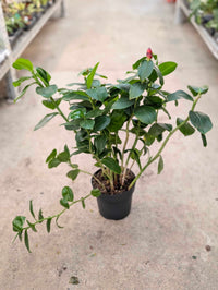 Costus woodsonii