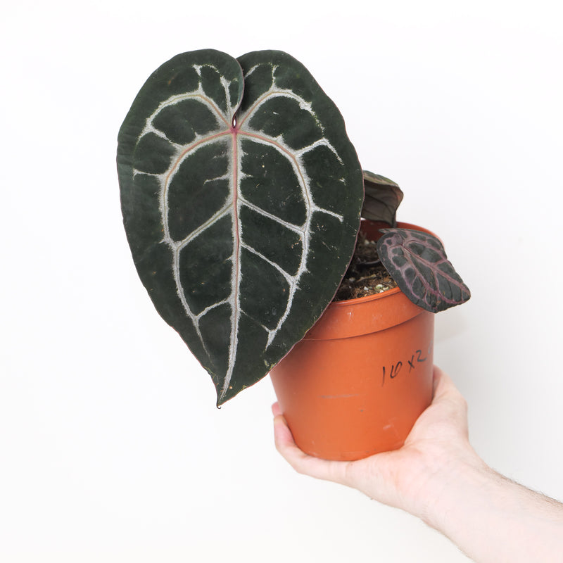 DocBlock Anthurium Michelle '10' x Michelle Long '20' by DocBlock® Plants DocBlock