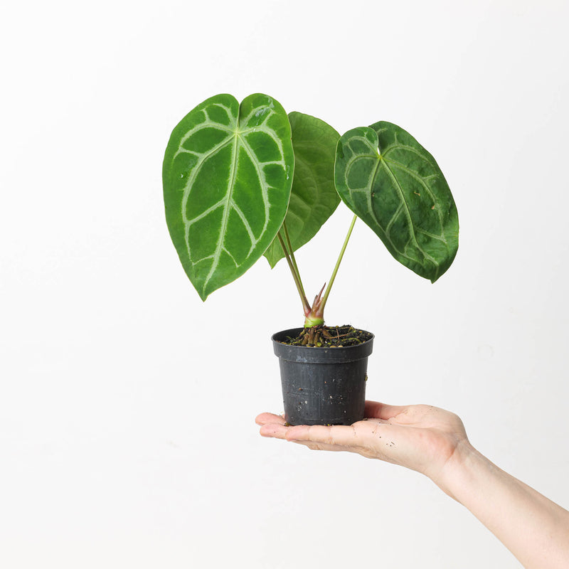Anthurium crystallinum 'Special Select Forms' Plants GrowTropicals