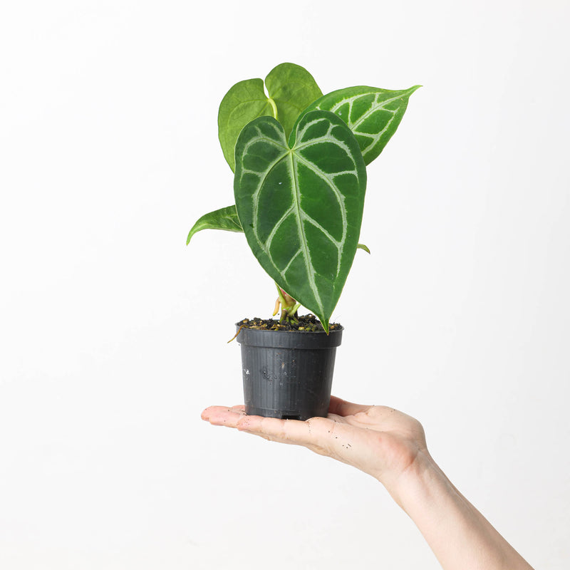 Anthurium crystallinum 'Special Select Forms' Plants GrowTropicals