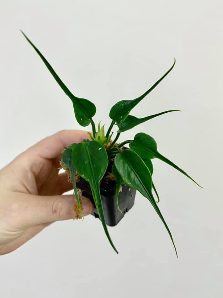 Anthurium sp 'Dwarf Stingray' — 9cm