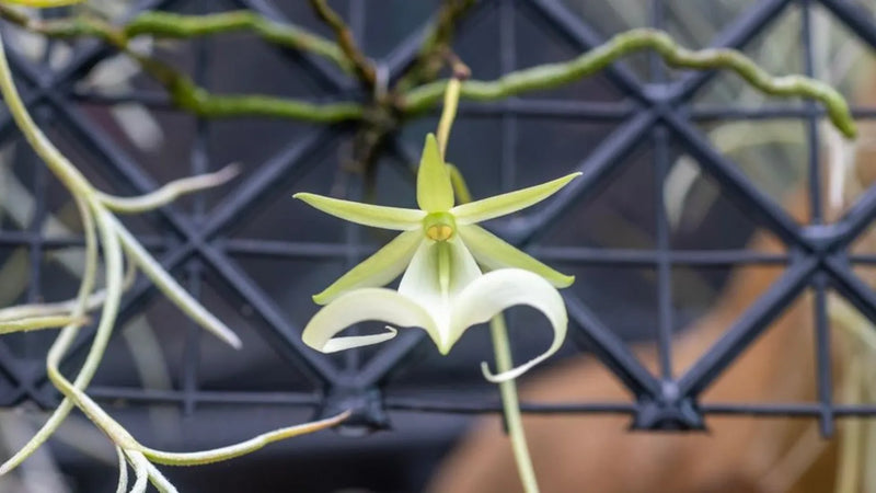 Orchid Conservation Chelsea display 2023 at RHS Chelsea Flower Show