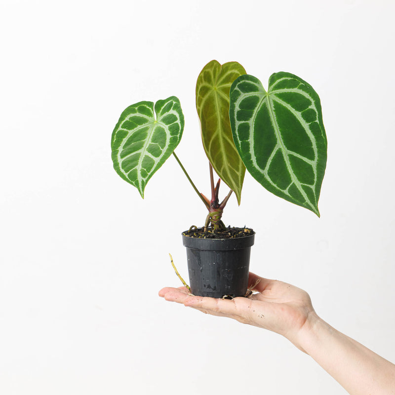 Anthurium crystallinum 'Special Select Forms' Plants GrowTropicals