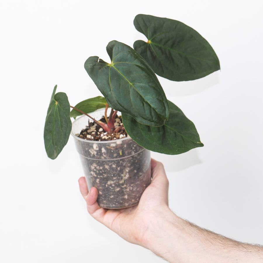 Anthurium Blue Pap x Fort Sherman 12cm / #17 Plants GrowTropicals