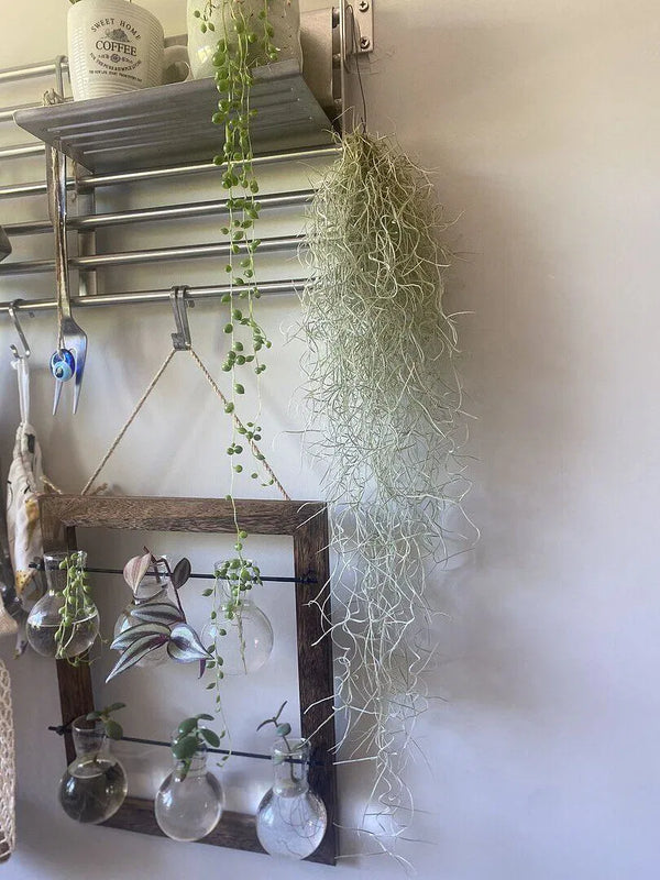 Tillandsia Usenoides Plants GrowTropicals