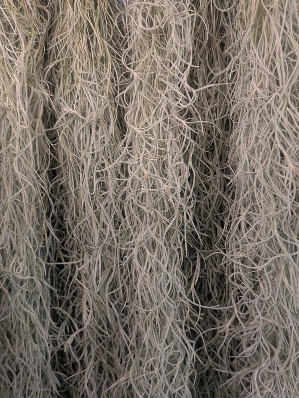Tillandsia Usenoides Plants GrowTropicals