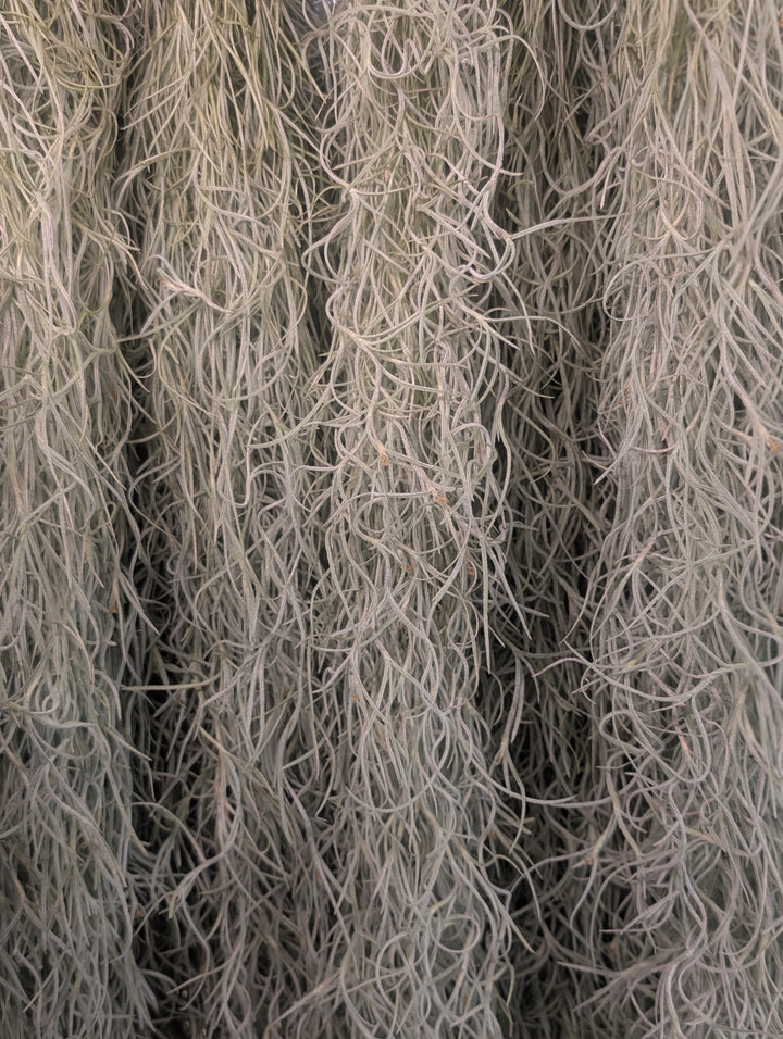 Tillandsia Usenoides
