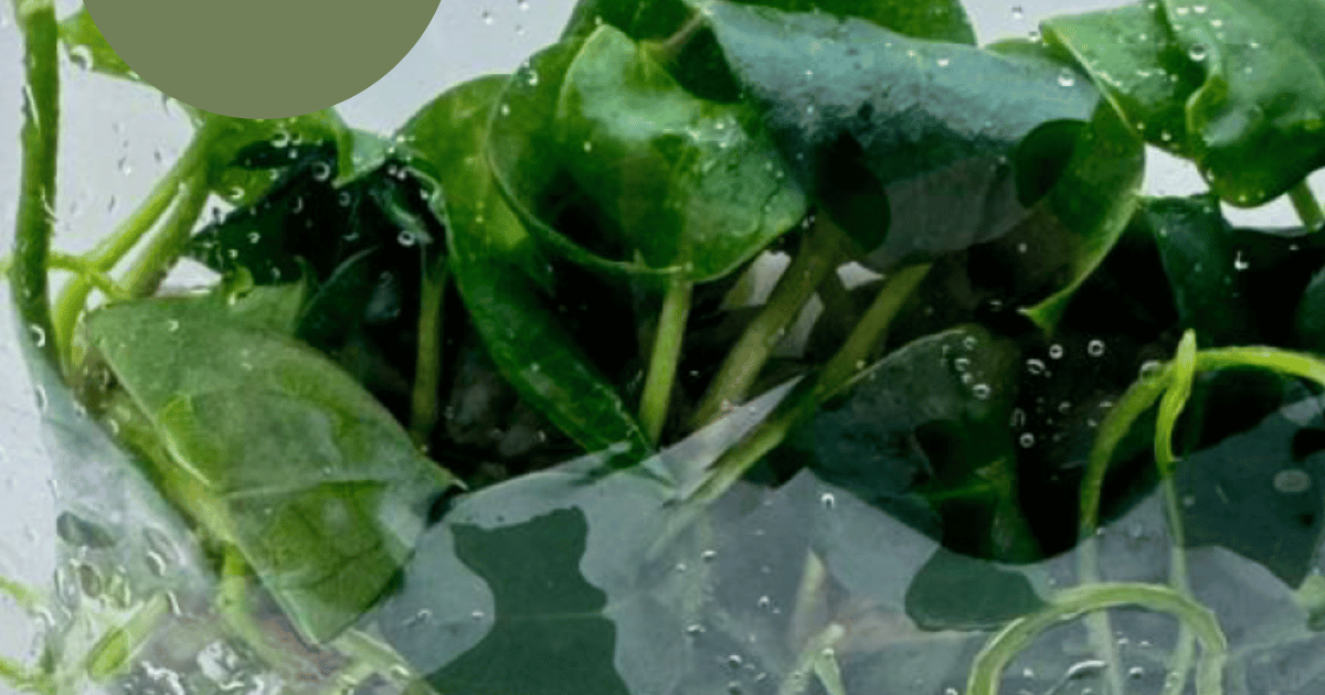 Anthurium Ace of Spades x Papi (TC Plantlet) - Preorder | Plants
