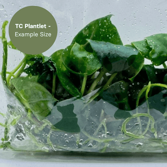 Anthurium Ace of Spades x Papi (TC Plantlet) - Preorder Plants GrowTropicals