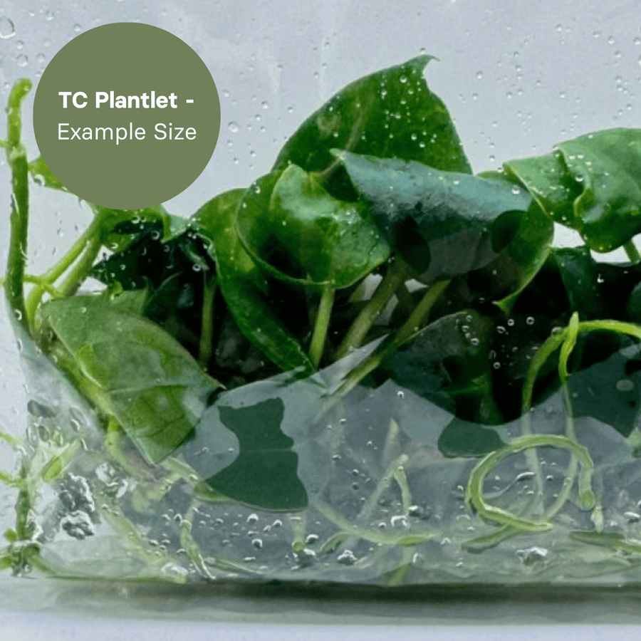 Anthurium Ace of Spades x Papi (TC Plantlet) - Preorder Plants GrowTropicals