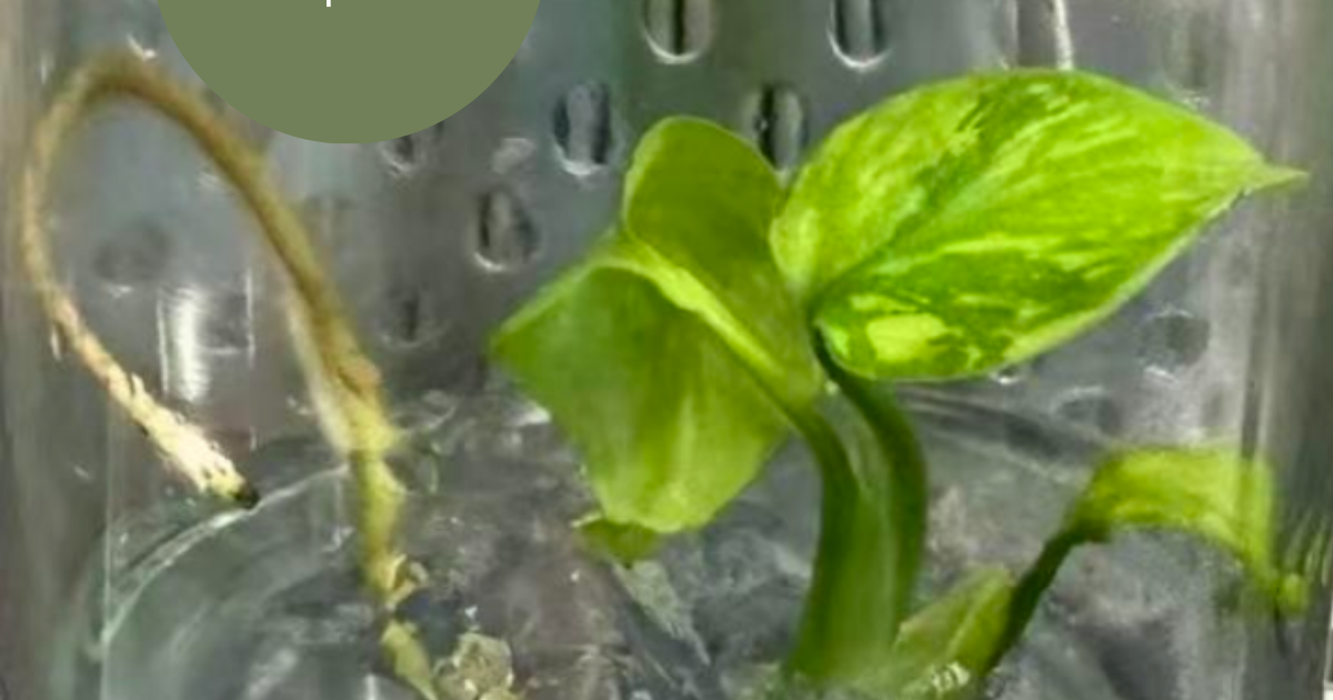 Monstera Electro Light (TC Plantlet) - Preorder | Plants