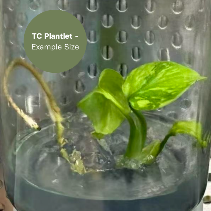 Monstera Electro Light (TC Plantlet) - Preorder Plants GrowTropicals