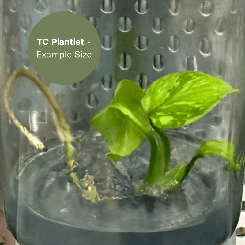 Monstera Electro Light (TC Plantlet) - Preorder Plants GrowTropicals
