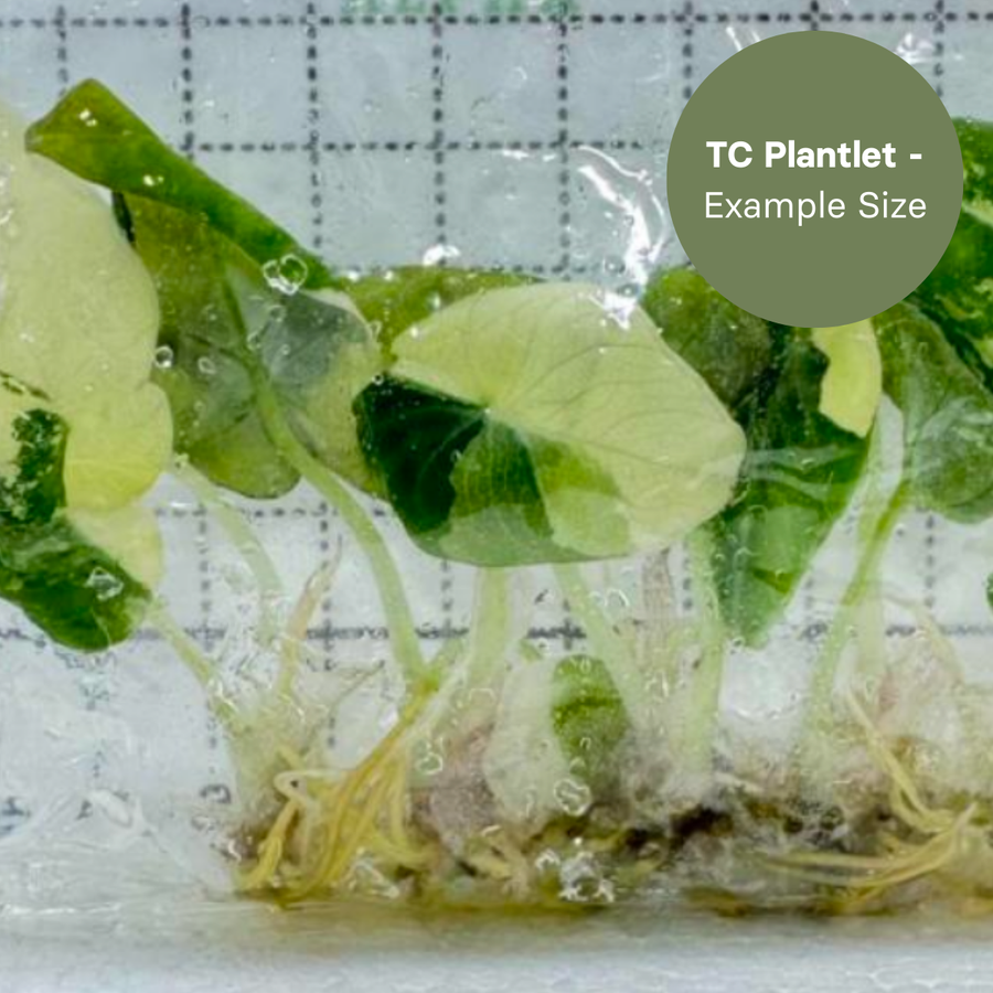 Alocasia Black Velvet Albo (TC Plantlet) - Preorder Plants GrowTropicals