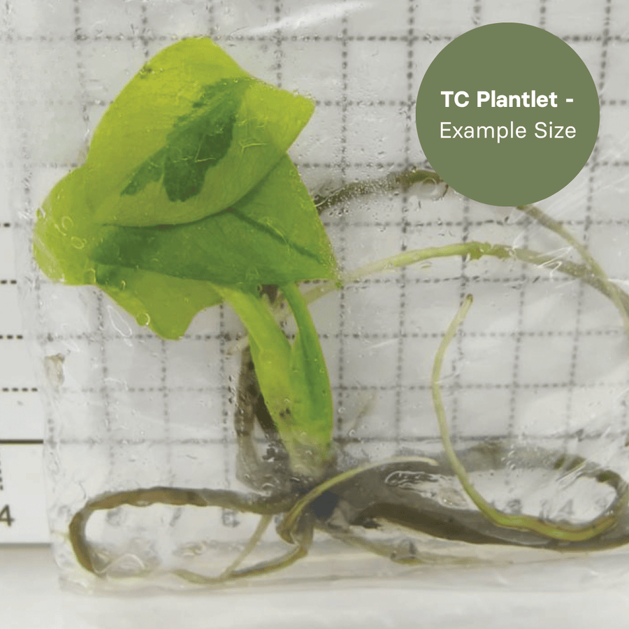 Monstera Monstera Melancholy (TC Plantlet) - Preorder Plants GrowTropicals