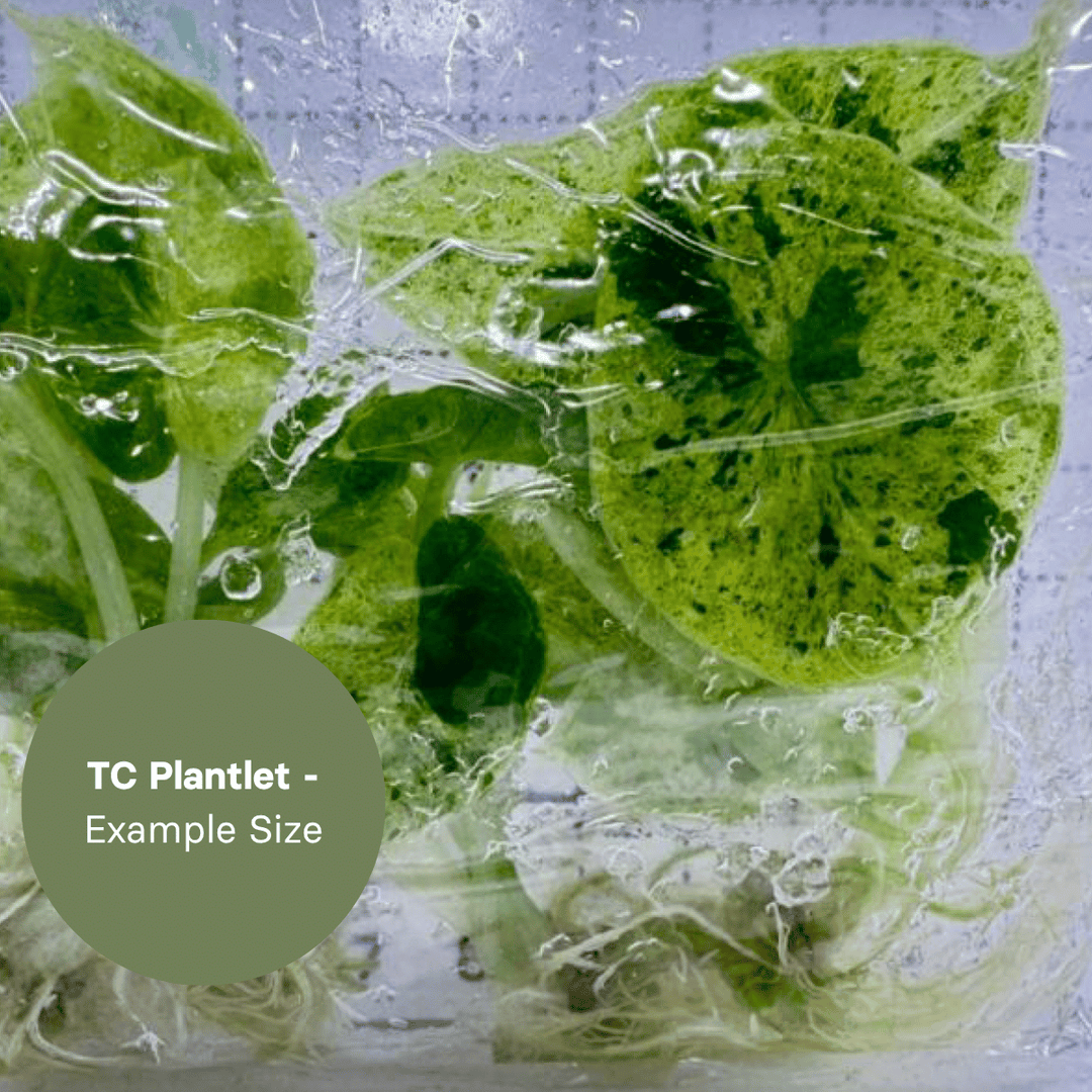 Alocasia Dragon Scale Mint (TC Plantlet) - Preorder Plants GrowTropicals